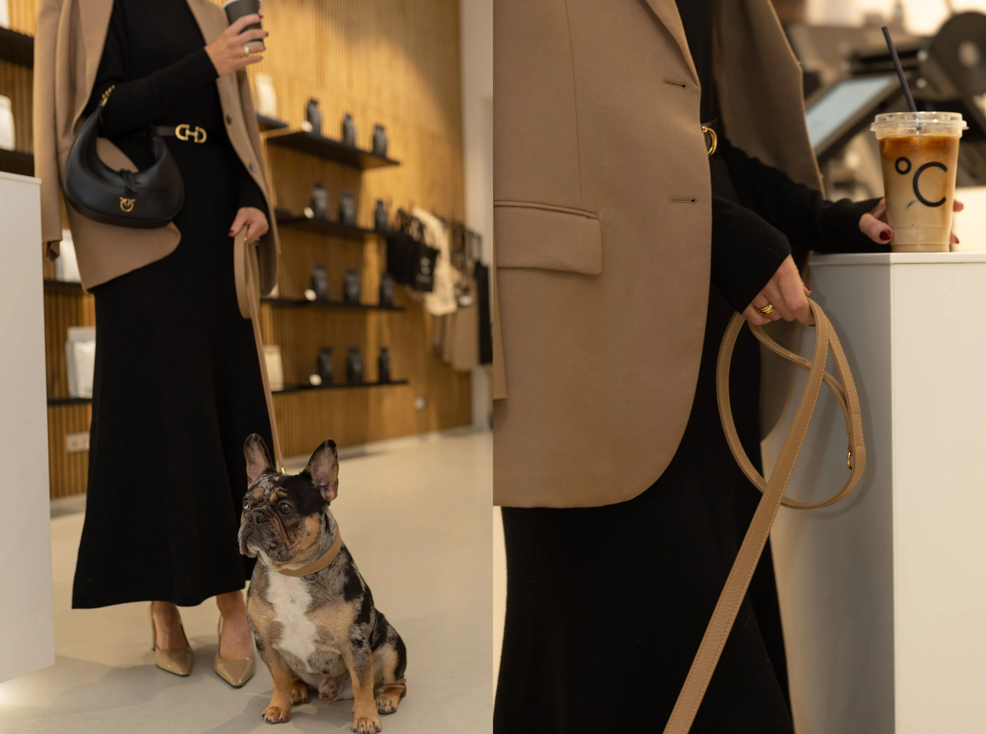 Elevated Style for Every Tail